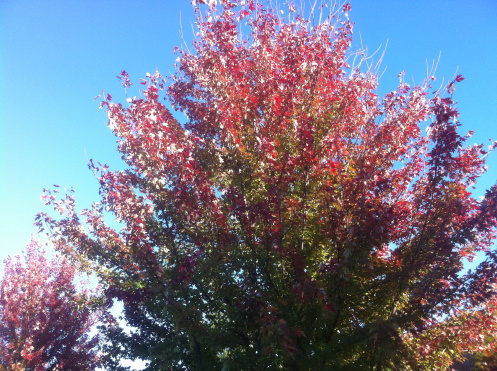 Autumn Trees cover image